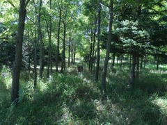 honey locust